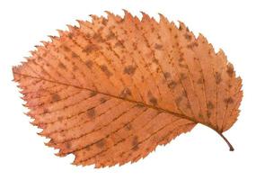 Verso de la feuille d'orme brune pourrie en automne photo