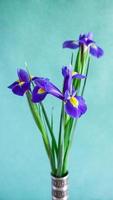 fleurs d'iris fraîches sur fond vertical vert photo