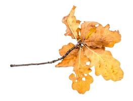 branche avec des feuilles de chêne jaunes et brunes en automne photo