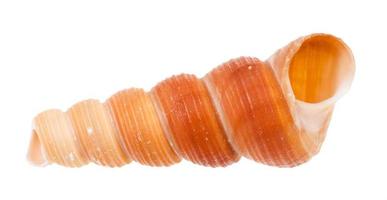 Coquillage vide d'escargot tour isolé sur blanc photo