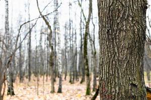 tronc de chêne noueux gros plan et arbres nus photo