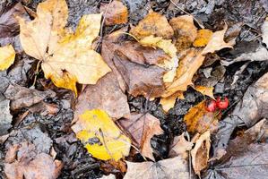 feuilles mortes mouillées et baies d'aubépine mûres photo