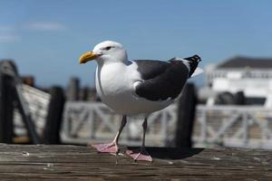 vue de la mouette à la jetée photo