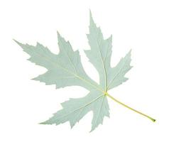 face arrière de la feuille naturelle d'érable argenté isolée photo