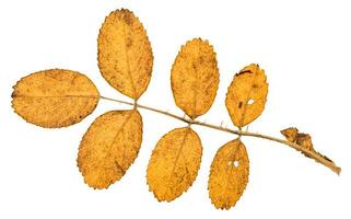 face arrière de la brindille avec des feuilles jaunes d'églantier photo