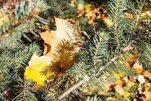 feuilles d'érable tombées entre les aiguilles d'épinette photo