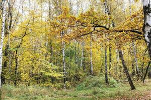 forêt colorée dans le parc de la ville en automne photo