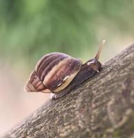 gros plan d'un escargot sur un arbre photo