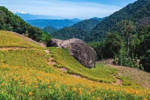 Ferme de fleurs d'hémérocalles à Chike Mountain dans le canton de Yuli, Hualien, Taïwan photo