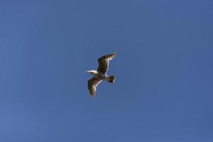 vue de la mouette à la jetée photo