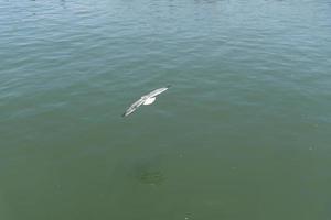 vue de la mouette à la jetée photo