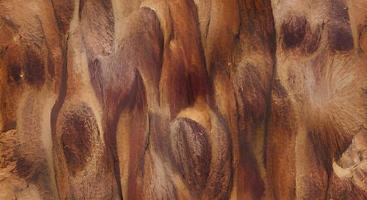 texture en bois brun photo