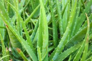 plantes médicinales à base d'aloe vera pour les soins de la peau photo