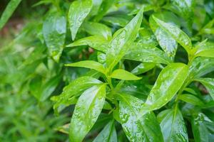 feuilles de plantes médicinales thaïlandaises fraîches andrographis paniculata photo