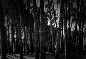 ombre des arbres dans la forêt photo