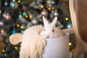 un lapin blanc se trouve à l'intérieur d'une boîte ronde blanche. décor de noël, sapin de noël avec guirlandes lumineuses. nouvel An. animaux domestiques à la maison, animal en cadeau photo