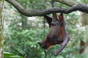 une chauve-souris accrochée à une branche photo