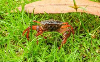 crabe marchant dans le jardin photo