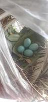 un nid de rouge-gorge avec quatre beaux œufs de rouge-gorge bleu vif. photo