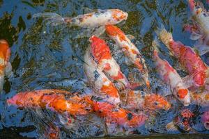 les poissons koi nagent dans des étangs artificiels avec un beau fond dans l'étang clair. poissons décoratifs colorés flottent dans un étang artificiel, vue d'en haut photo