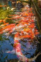 les poissons koi nagent dans des étangs artificiels avec un beau fond dans l'étang clair. poissons décoratifs colorés flottent dans un étang artificiel, vue d'en haut photo