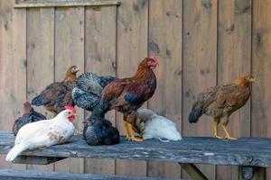 Poulets fermiers dans une ferme allemande en été photo