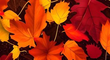 feuilles d'automne colorées. des feuilles d'érable multicolores se trouvent sur le sol. photo