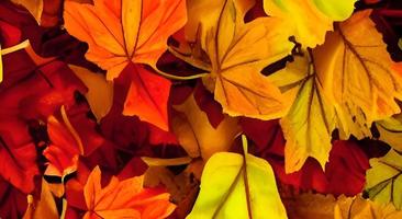 fond de feuilles d'automne rouge et orange photo