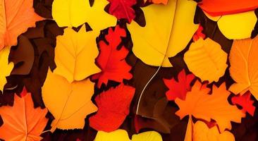 groupe de fond feuilles d'oranger d'automne. Extérieur. photo