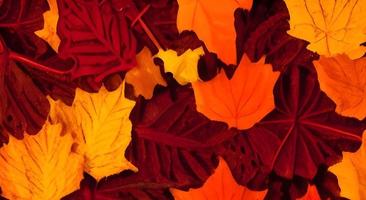 paysage d'automne avec des feuilles colorées lumineuses. photo