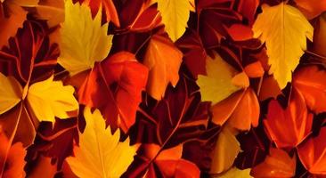 fond de feuilles d'automne rouge et orange. Extérieur. image de fond colorée des feuilles d'automne tombées parfaites pour une utilisation saisonnière. espace pour le texte. photo