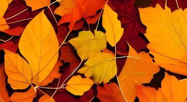 fond de feuilles d'automne rouge et orange photo