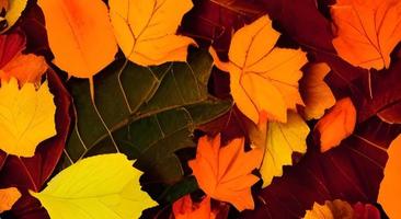 paysage d'automne avec des feuilles colorées lumineuses. été indien. feuillage. photo