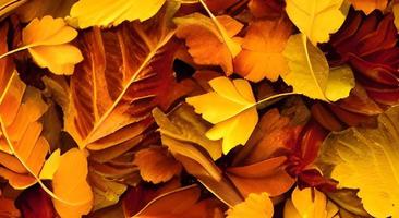 paysage d'automne avec des feuilles colorées lumineuses. photo