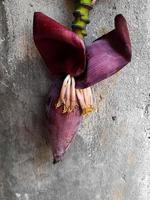 cœur de bananier ou fleur de bananier qui est rouge foncé légèrement violacé, riche en vitamines et aux propriétés bonnes pour la santé, le cœur de banane peut être transformé en plats délicieux photo