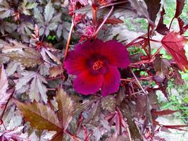 L'hibiscus acetosella ou fleur d'hibiscus canneberge à feuilles rouges est une plante dont les feuilles peuvent servir de thé et sont utilisées comme phytothérapie. photo