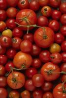 concept de légume de nombreuses couleurs de tomates rouges, écarlates ou jaunes, dont la forme varie de presque sphérique à ovale et allongée à piriforme