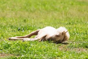 cheval qui dort dans l'herbe photo