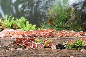 gros plan de champignon sur bois photo