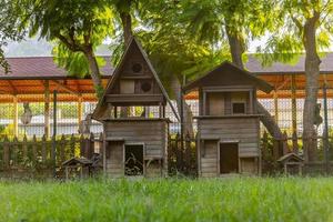 maison de chat en bois dans le jardin photo