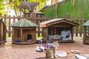 maison de chat en bois dans le jardin photo