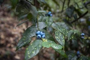 forêt d'été de bleuets sauvages - baies asiatiques sur plante arbre nature fruit photo