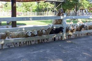 les moutons à l'intérieur de la ferme attendent la nourriture des touristes. photo