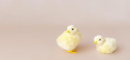 fond de pâques avec des poussins et des oeufs de pâques. décor de Pâques photo