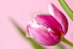tulipes de printemps sur fond rose. carte de voeux pour la fête des mères photo