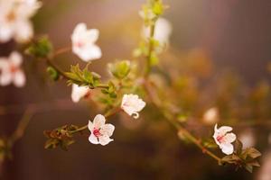 cerisiers en fleurs au printemps, fond de printemps photo