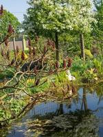 heure d'été dans le jardin photo