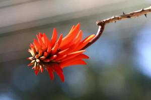 fleurs d'été dans un parc de la ville d'israël. photo