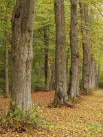 temps d'automne en westphalie photo