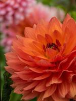 dahlias en allemagne photo